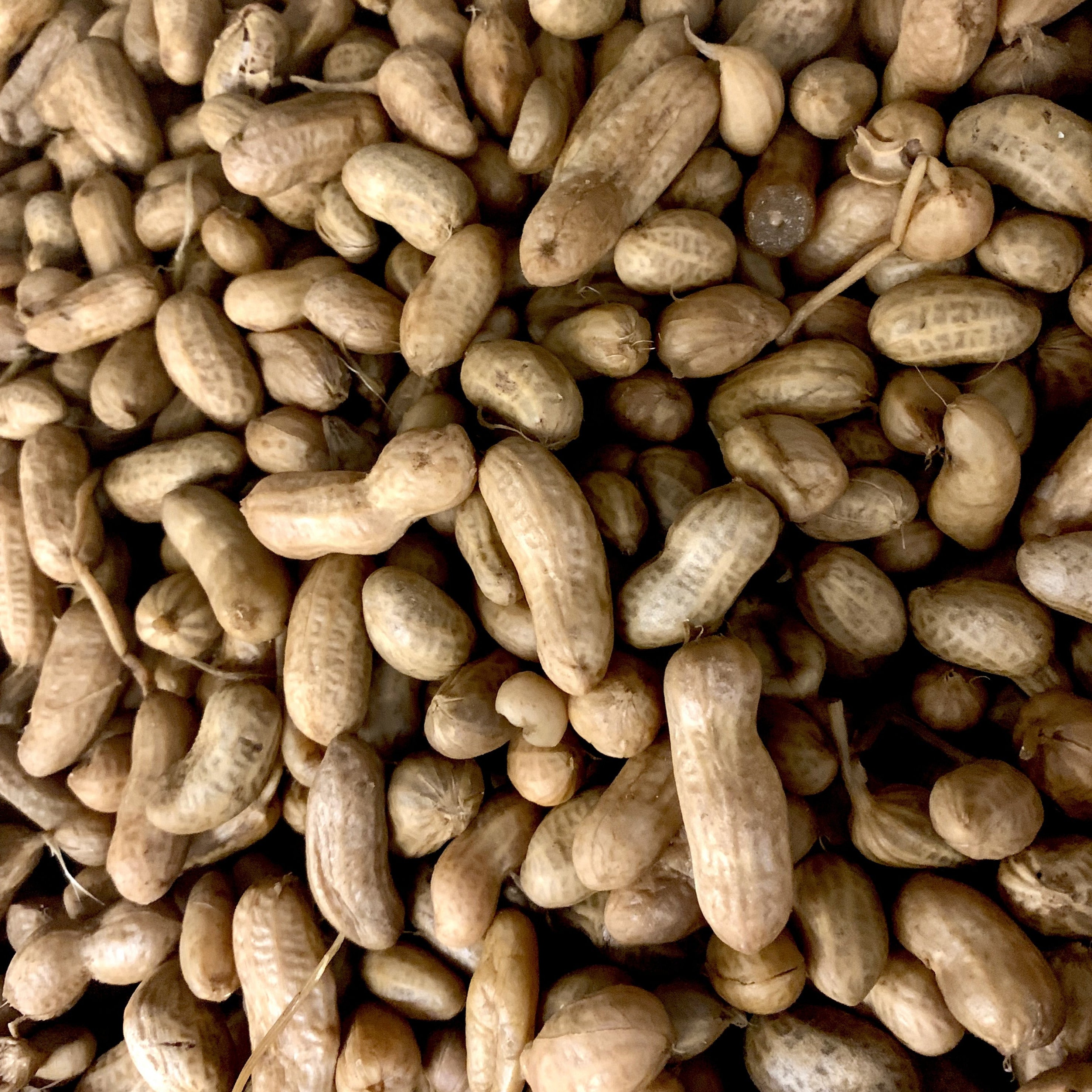 new crop boiled peanuts 
